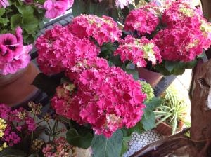 5月に入りました｜「松井花園」　（山口県大島郡周防大島町の花キューピット加盟店 花屋）のブログ
